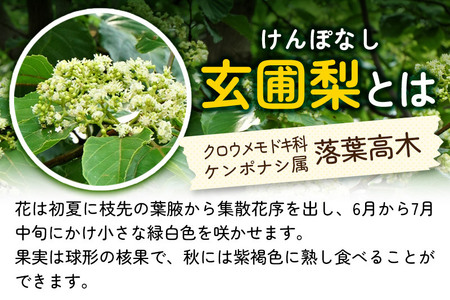 小松養蜂場 はちみつ 秋田県産 100％ 玄圃梨蜂蜜 1kg【8月より順次発送】