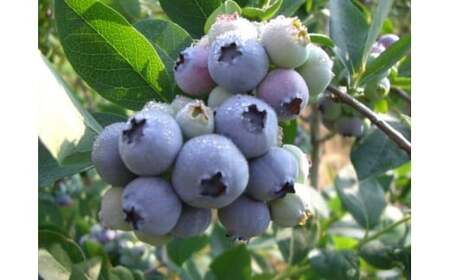 とりみ ブルーベリージャム 450g(150g×3パック) ゆうパケット