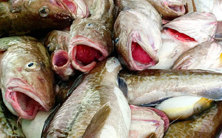 真鱈 【メス】 4kg 天然 漁師直送 (配送期間 10月〜1月末予定、期間外は次期予約扱い) マダラ タラ 高級魚 たら まだら 魚