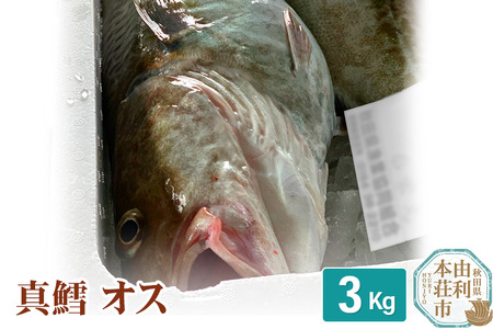 真鱈 【オス】 3kg 天然 漁師直送 (配送期間 10月〜1月末予定、期間外