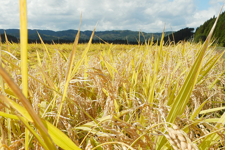【玄米】 <通算5回 特A> ひとめぼれ 10kg 令和7年産 農家直送 渡部さんのひとめぼれ