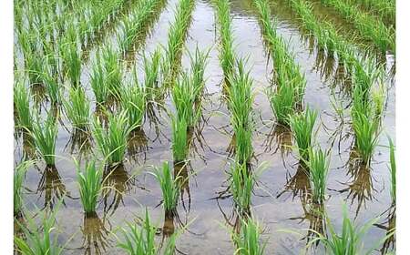 【玄米】秋田県由利本荘市産 ササニシキ 10kg(5kg×2袋) 令和7年産 真空パック 岩城町農園