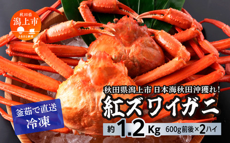 日本海沖産 紅ズワイガニ600g前後×2匹 約1.2kg/冷凍【安田水産】