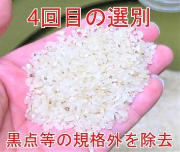 定期便×9回】25kg 大手有名百貨店出荷米 あきたこまち 令和5年産米