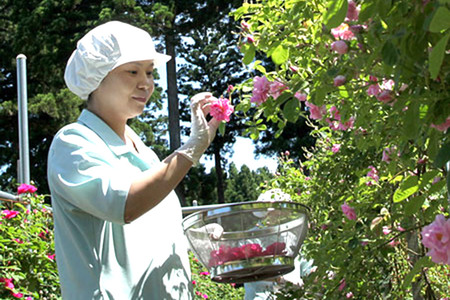 秋田発！香る薔薇物語セット ローズメイ