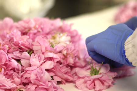 秋田発！香る薔薇物語セット ローズメイ