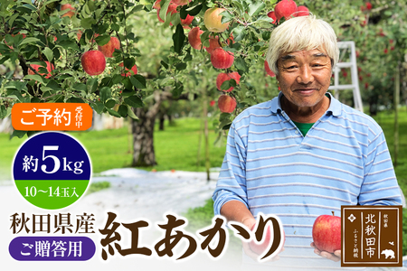 秋田県産 秋田紅あかり 10キロ - フルーツ