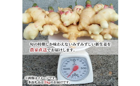 先行予約 秋田県 にかほ市産  新生姜1kg【 生姜 しょうが ショウガ ジンジャー 薬味 】