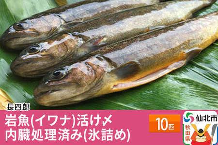 岩魚（イワナ）活け〆10匹 内臓処理済み（氷詰め）10匹