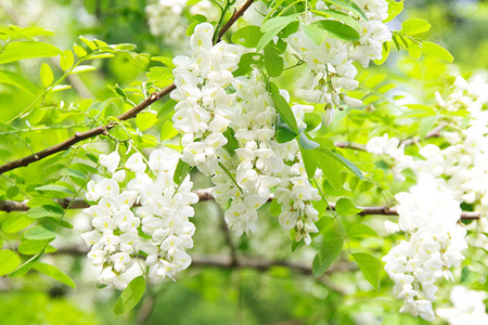 アカシアはちみつセット（800g×2個 420g×1個）アカシア蜂蜜 秋田県 小坂町
