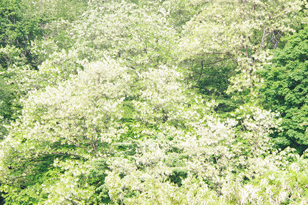 アカシアはちみつセット（800g×2個 420g×1個）アカシア蜂蜜 秋田県 小坂町
