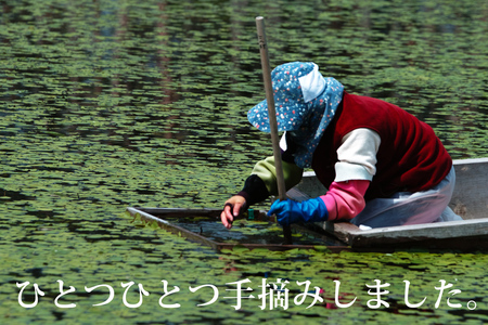 上級じゅんさい水煮瓶詰め 3本