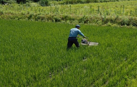 五城目町産 よざえもんの 一等米・あきたこまち10kg【秋田県産】