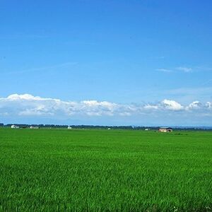 【毎月定期便】【玄米】あきたこまち特別栽培米5kg全9回【4009356】