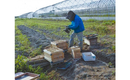 大潟村産はちみつ(百花蜜) 300g【配送不可地域：離島・沖縄県】【1486928】