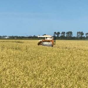 令和7年産特別栽培米あきたこまち無洗米3kg【300g(2合)×10個】使いやすくプレゼントにも便利【配送不可地域：離島・沖縄県】【1675482】