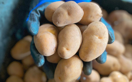 【越冬じゃが】インカのめざめ(混合) 14kg【83000202】