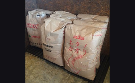 トモヱベーグル 「オーガニックレーズン&くるみ」10個セット【33000501】