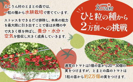 えこりん村トマト使用のポテトチップス60g×1袋【190009】