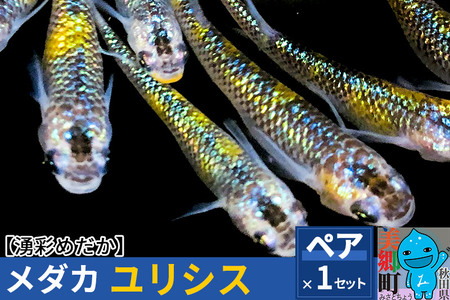 めだか ユリシス (1ペア) メダカ 生体 観賞用 魚 ペット 観賞魚