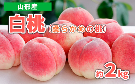 山形産 白桃 (柔らかめの桃)　約2kg 秀品【令和8年産先行予約】FS23-717 くだもの 果物 フルーツ 山形 山形県 山形市 2026年産
