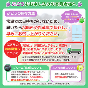 【ご家庭用】山形のデラウエア M～3L 約4kg(18～40房)[粒サイズおまかせ] 【令和7年産先行予約】FS24-570くだもの 果物 フルーツ 山形 山形県 山形市 2025年産