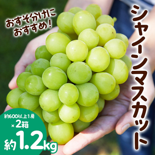 おすそ分けにおすすめ！シャインマスカット 秀品 約1.2kg(約600g以上1房×2箱) 【令和8年産先行予約】FS23-766 くだもの 果物 フルーツ 山形 山形県 山形市 2026年産