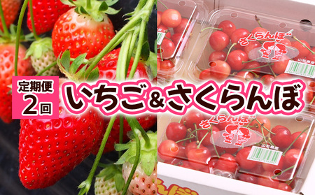 定期便2回】いちご&さくらんぼ 【令和6年産先行予約】FS23-784 | 山形