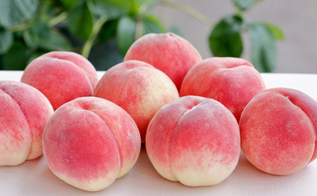 白桃とフルーツ詰合せ 約5kg 【令和8年産先行予約】FS23-801 くだもの 果物 フルーツ 山形 山形県 山形市 2026年産