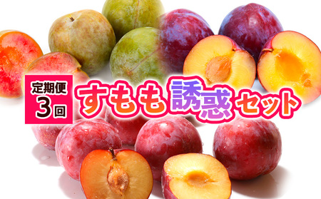 【定期便3回】すもも誘惑セット 【令和8年産先行予約】FS24-508 くだもの 果物 フルーツ 山形 山形県 山形市 2026年産