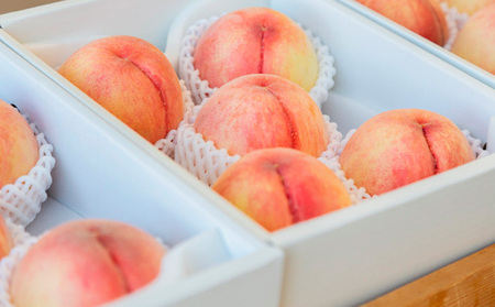 【定期便2回】山形から旬をお届け！自慢の桃とシャインマスカット定期便 【令和8年産先行予約】FS24-501 くだもの 果物 フルーツ 山形 山形県 山形市 2026年産