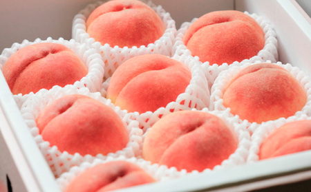 【定期便2回】甘さぎっしり！山形やわらか果実の定期便 【令和8年産先行予約】FS24-013 くだもの 果物 フルーツ 山形 山形県 山形市 2026年産