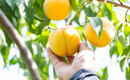 山形産 硬め 「黄桃」 秀品 約2kg (5玉～8玉)【令和8年産先行予約】 FS24-084 くだもの 果物 フルーツ 山形 山形県 山形市 2026年産