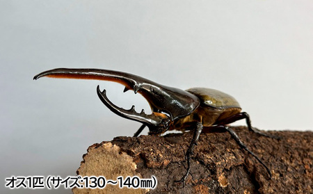 ヘラクレスオオカブト オス(130～140mm)・メス(サイズフリー) 1ペア FZ24-174