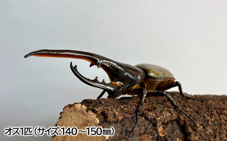 ヘラクレスオオカブト オス(140～150mm)・メス(サイズフリー) 1ペア FZ24-175