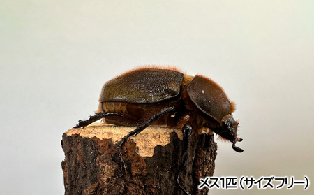 ヘラクレスオオカブト オス(150～160mm)・メス(サイズフリー) 1ペア FZ24-176