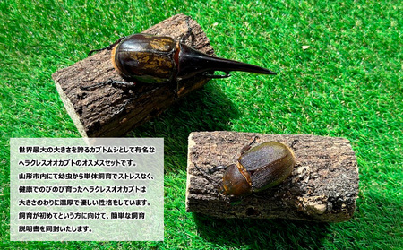 ヘラクレスオオカブト オス(150～160mm)・メス(サイズフリー) 1ペア FZ24-176