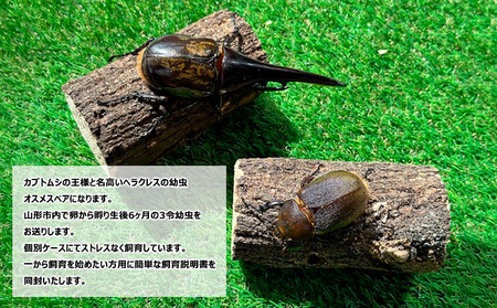 ヘラクレスオオカブト（ヘラクレスヘラクレス）３令 初期幼虫ペア（オス１匹、メス1匹） FY25-836