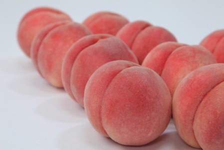 ★フルーツ王国山形★白桃秀品2kg[柔らかくなる桃] 【令和8年産先行予約】 FS25-671 くだもの 果物 フルーツ 山形 山形県 山形市 2026年産