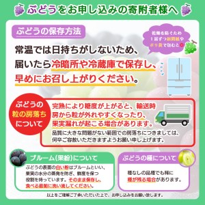 山形市産 ぶどう 5種セット 約2.5kg 【令和7年産先行予約】FU19-695 くだもの 果物 フルーツ 山形 山形県 山形市 2025年産