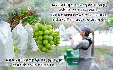 【期間限定】山形市産 冬出し シャインマスカット[12月発送] FY25-915