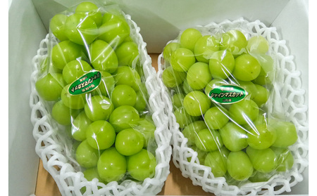 山形産 シャインマスカット 約1.5kg(2房)【令和8年産先行予約】FS24-727 くだもの 果物 フルーツ 山形 山形県 山形市 2026年産