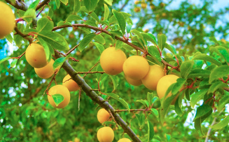 山形市産 黄桃 秀品 5kg (12~20玉) 柔らかくなる桃【令和8年産先行予約】FS24-759 くだもの 果物 フルーツ 山形 山形県 山形市 2026年産