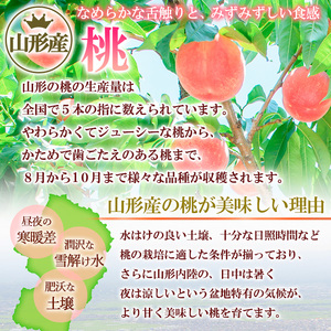 山形の硬い桃 秀品 約5kg (10～16玉) [固い桃] 【令和7年産先行予約】FS24-807