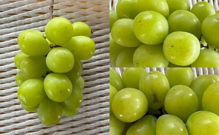 【定期便3回】★訳あり★秋の果実祭り定期便 色や形が訳ありでも十分美味しい！シャインマスカット・柿・りんご【令和8年産先行予約】FS24-814 くだもの 果物 フルーツ 山形 山形県 山形市 2026年産