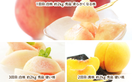 【定期便3回】もも好きのためのやまがたもも定期便 【令和8年産先行予約】FS25-694 くだもの 果物 フルーツ 山形 山形県 山形市 2026年産