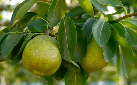 厳選ラフランス 秀品 大玉 6個入り (約2kg)【令和8年産先行予約】FS25-759