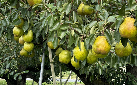 山形のラ・フランス大玉 10kg(20～28玉) 前半【令和8年産先行予約】FS25-747