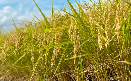 【令和7年産米 先行予約】山形市村木沢産 はえぬき(玄米) 20kg(10kg×2)【10月下旬発送開始】 FY25-123