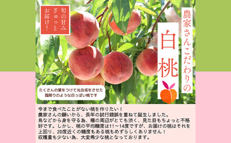 プレミアム白桃 秀品 約3kg (5～14玉) [柔らかくなる桃] 【令和8年産先行予約】 FS25-627 くだもの 果物 フルーツ 山形 山形県 山形市 2026年産